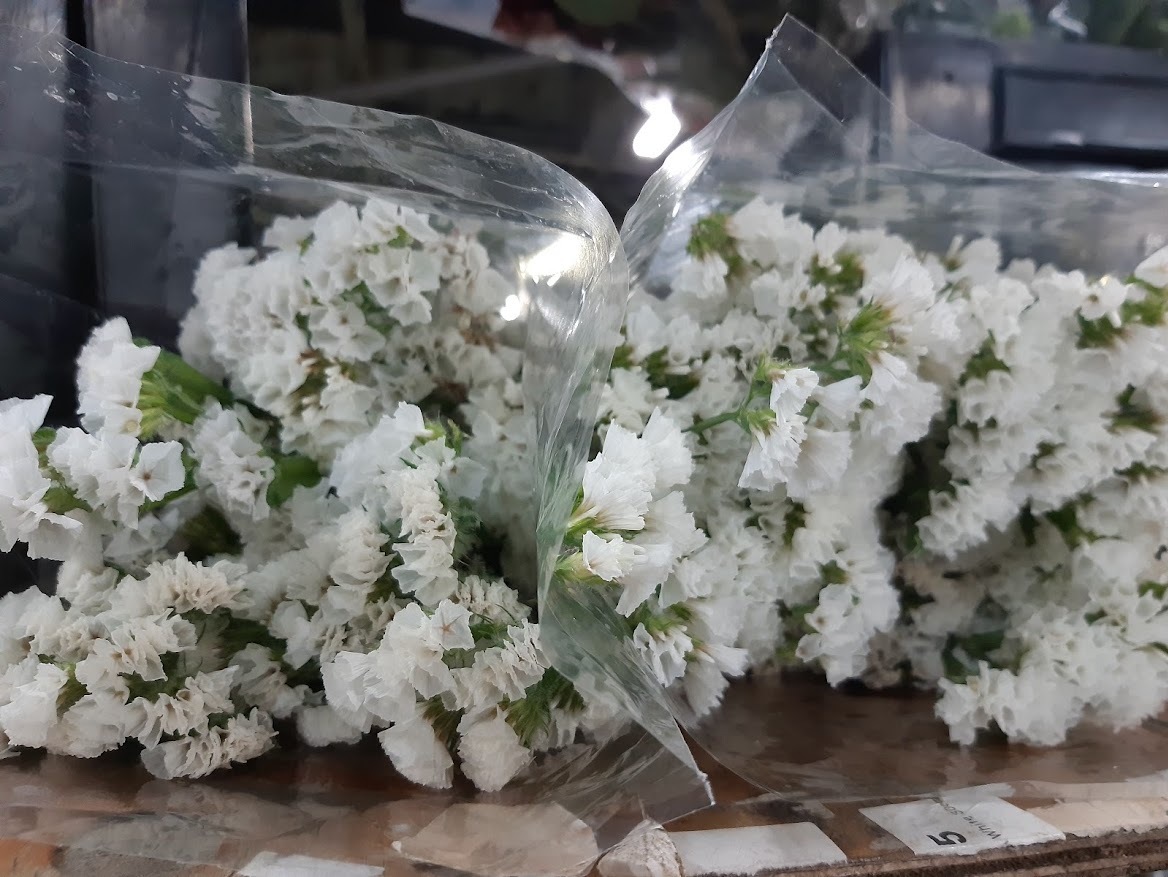 Statice White - Limonium sinuatum