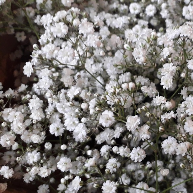 Gypsophila Paniculata - Babys Breath