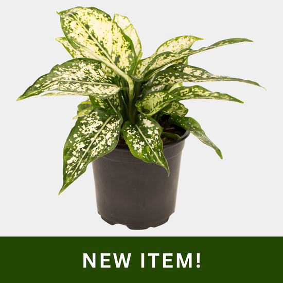Aglaonema Thai Snowflakes