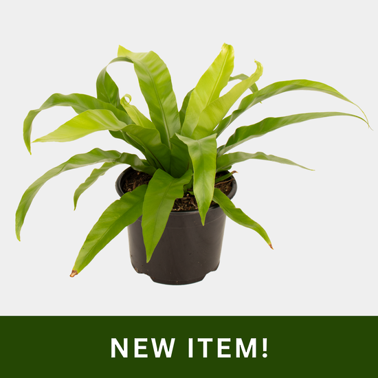 Asplenium Antiquum 14cm Pot Plant