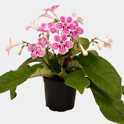 Streptocarpus