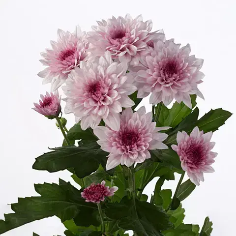 Chrysanthemum Spray