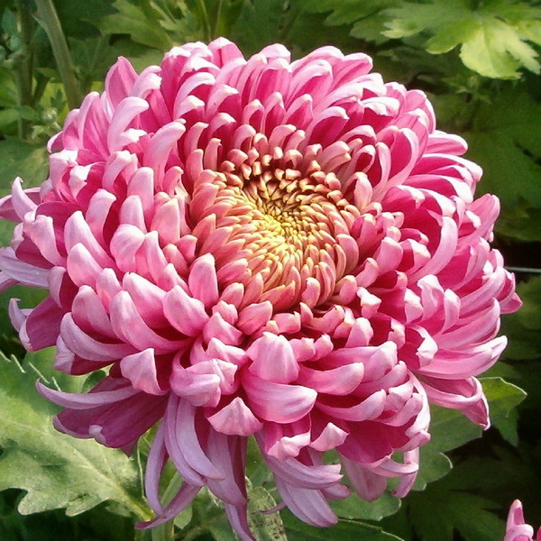 Chrysanthemum Standards