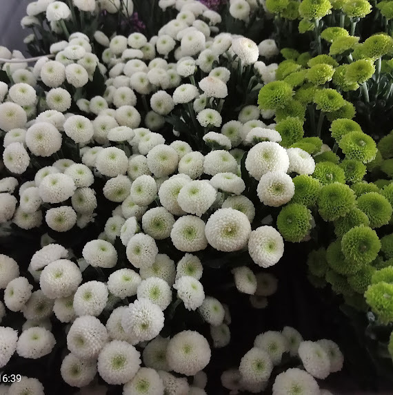 Chrysanthemum Santini