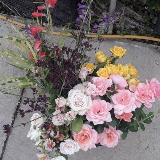 U-Pick $99.95 - early Bird Gift Voucher